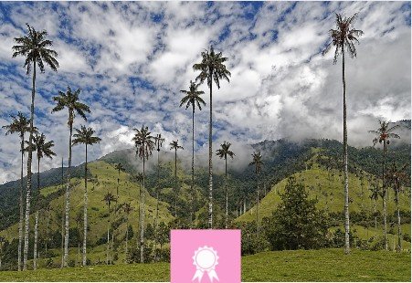 Wax Palm Forest